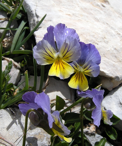 Viola eugeniae?